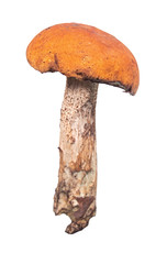 Boletus, a mushroom on a white background.