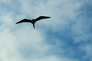 A silhoutte of a magnificent frigate bird,Fregata magnificens, flying against a blue sky