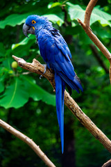 hyacinth macaw