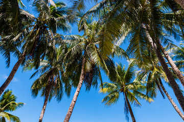 A beautiful tropical sandy beach surrounded by palm trees and warm ocean (White Beach, Boracay)