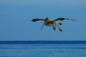 An adult pelican, pelicanus occidentalis, still flying but ready to land on the water