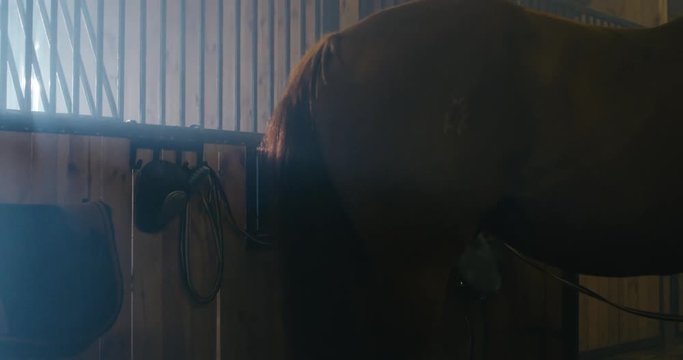 CU Attractive Caucasian female saddling up her horse inside stables. Shot on RED Helium. 4K UHD RAW graded footage