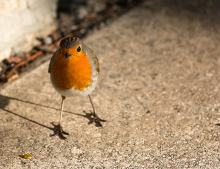 Robin in the garden