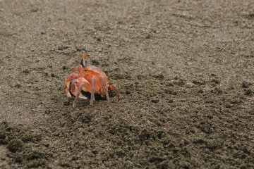 A close up of the side from an orange crab on the beach