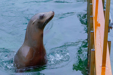 Obraz premium Sealion