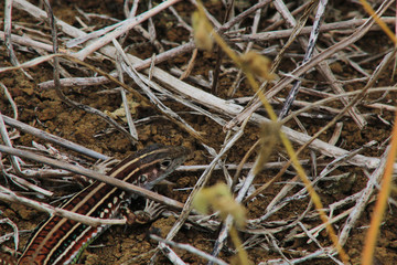 Bocourt's ameiva, Medopheos edracanthus, a colourfull lizard with stripes under dead twigs