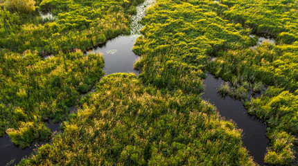 swamp view from drone. Swampy landscape. View of an impassable swamp from a height. Aerial photography