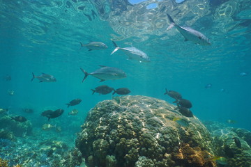 Fototapeta na wymiar Caranx fish with coral underwater, New Caledonia, south Pacific ocean, Oceania