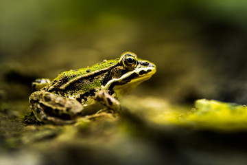 Grasfrosch