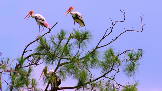 Family of painted storks resting on top of tropical pine-tree on a summer day. Amazing birds with colorful feathers and large orange beaks observing landscape from above. Clear blue sky, sun shining