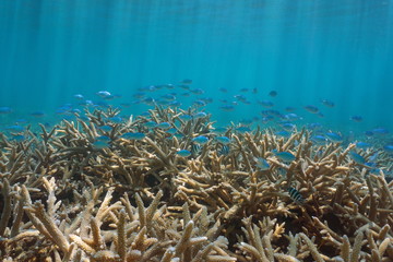Underwater staghorn coral with a school of fish ( damselfish mostly Chromis viridis), Pacific ocean, American Samoa