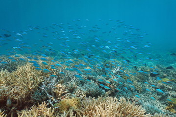 Underwater coral reef with a school of fish (damselfish Chromis viridis), lagoon of Grand-Terre island, New Caledonia, south Pacific ocean, Oceania