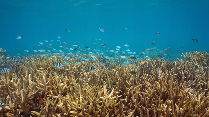 Underwater reef with a school of fish (various species of damselfish) over staghorn corals, New Caledonia, south Pacific ocean, Oceania