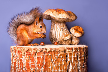 A nice squirrel sitting on the stump next to mushrooms and eating nuts. Isolated.