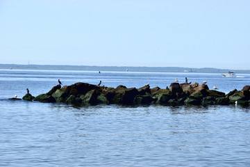 Fototapeta premium Birds in the beach
