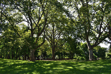 Obraz premium trees in the park