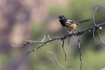 Wild spotted towhee perched on a branch in Big Bend National Park (Texas).