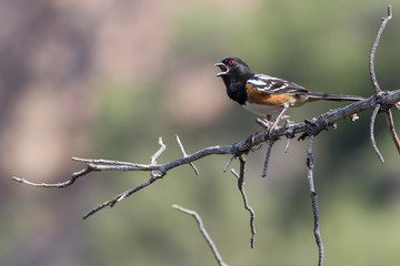 Wild spotted towhee perched on a branch in Big Bend National Park (Texas).