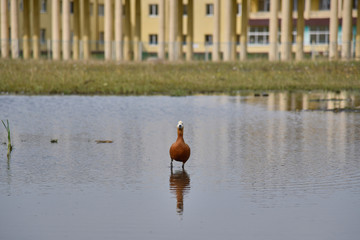 One important duck Ogar goes on water against the background of a large building with columns. - obrazy, fototapety, plakaty