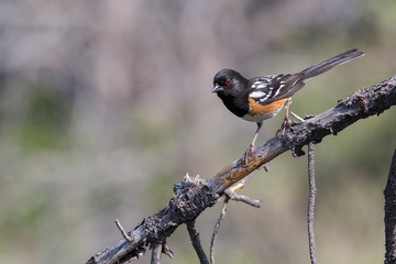 Wild spotted towhee perched on a branch in Big Bend National Park (Texas).