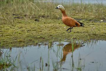 Duck Ogar stands in the water and is reflected in it as in a mirror - obrazy, fototapety, plakaty