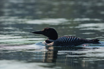 Common Loon, Gavia immeron, a quiet summer morning in Maine in calm beautiful light