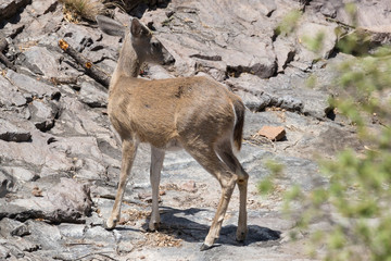 Wild deer near the Chisos Basin in Big Bend National Park (Texas).