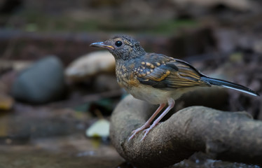 White-rumped shama Flapper in nature