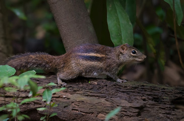 Treeshrew on the branches in nature