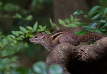 Treeshrew on the branches in nature