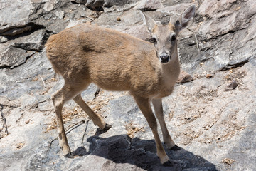 Wild deer near the Chisos Basin in Big Bend National Park (Texas).