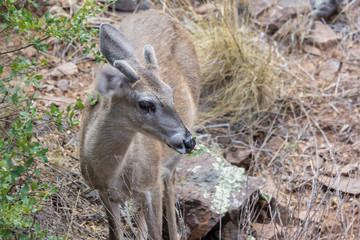 Wild deer near the Chisos Basin in Big Bend National Park (Texas).