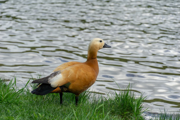 Female Ruddy shelduck Tadorna ferruginea Brahminy duck. Ruddy shelduck walking