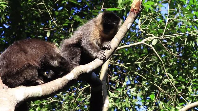 Dois macacos na &aacute;rvore