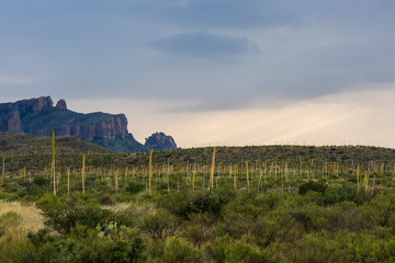 Desert landscape view of Big Bend National Park during the day in Texas.