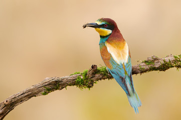 European bee eater (Merops apiaster)