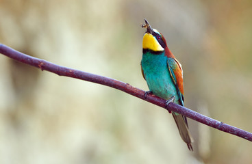 European bee eater (Merops apiaster)