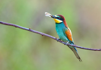 European bee eater (Merops apiaster)