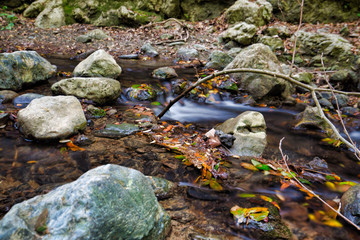 stream in the forest