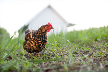 Free range chicken russian breed Kuchinskaya-Ubileynaya walking in the field against background of the village wooden grey house