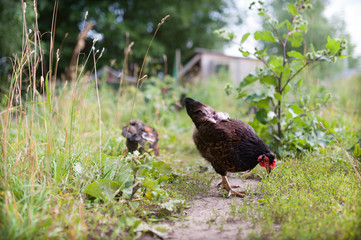 Dark brown, almost black chicken freely walking outdoor near the chicken coop. Beautiful blurred background from green foliage and chicken coop  harmoniously complement the farm scene