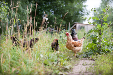 Orange yellow chicken freely walking outdoor near the chicken coop. Beautiful blurred background from green foliage and chicken coop  harmoniously complement the farm scene