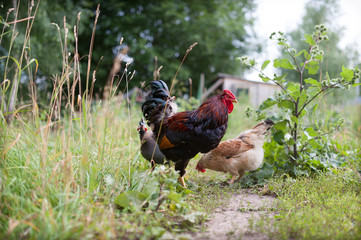 Naklejka na ściany i meble Darken cockerel and his light yellow hen roam freely in the yard near the coop. Rooster with a frostbitten comb