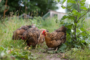 Chicken russian breed Kuchinskaya-Anniversary looking in the frame, and the other chickens walking near and looking for food. The beautiful, colorful chickens roam freely in the yard against the coop
