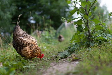 Free range ginger chicken russian breed Kuchinskaya-Ubileynaya walking alone around the farmland near green burdock