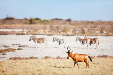 Fototapeta na wymiar Topi antelope in Etosha Namibia