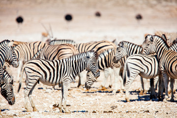 Fototapeta na wymiar Zebras in Etosha Namibia