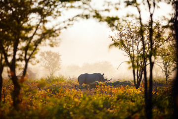 White rhino in safari park © TravelPhotoBloggers