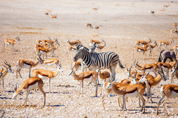 Obraz na płótnie Canvas Many animals at waterhole in Etosha Namibia