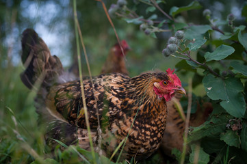 The motley chicken of the Russian breed Kuczynska sits under a flowering green burdock and looks into the frame. A close-up.